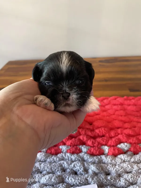 Ghinis bulk and wt girl