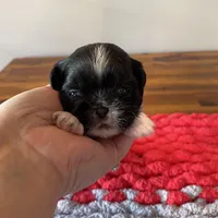 Ghinis bulk and wt girl, a female Shih Tzu for sale in Cullman, AL – Photo 1 of 4