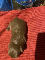 Kia’s boy, a male Shih Tzu for sale in Cullman, AL – Photo 2 of 3