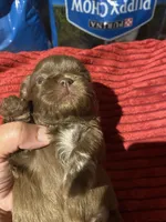 Kia’s boy, a male Shih Tzu for sale in Cullman, AL – Photo 3 of 3