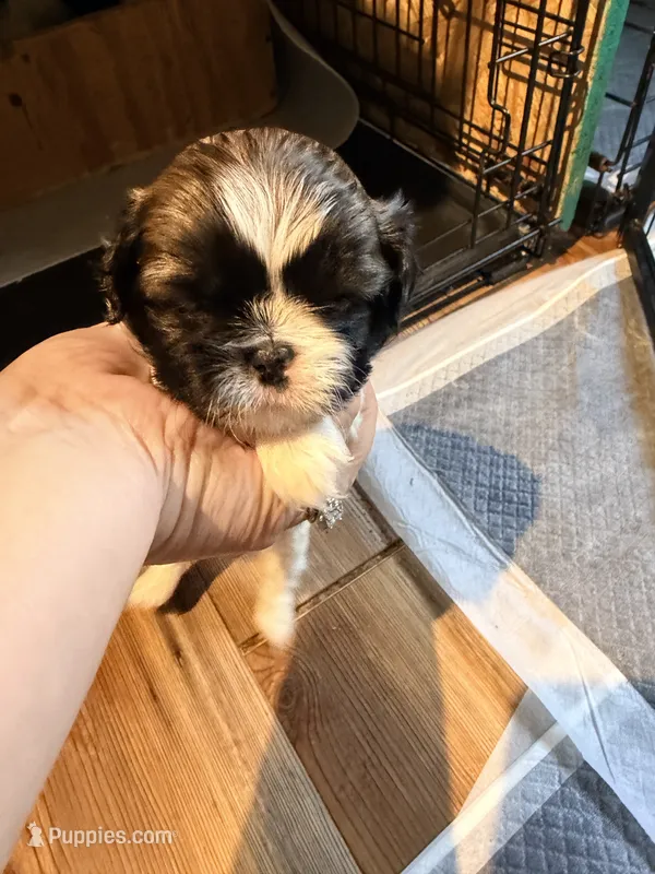 Ghinis girl 1 – Shih Tzu puppy for sale in Cullman, AL