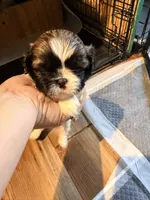 Ghinis girl 1, a female Shih Tzu for sale in Cullman, AL – 1 of 2