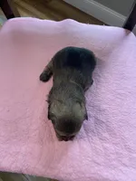 Charles girl, a female Shih Tzu and Yorkshire Terrier for sale in Cullman, AL – Photo 2 of 4