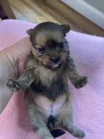 Charles girl, a female Shih Tzu and Yorkshire Terrier for sale in Cullman, AL – Photo 4 of 4