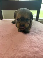 Charles girl, a female Shih Tzu and Yorkshire Terrier for sale in Cullman, AL – Photo 3 of 4