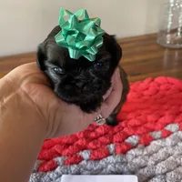 Ghinis Sable girl, a female Shih Tzu for sale in Cullman, AL – Photo 2 of 5