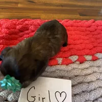 Ghinis Sable girl, a female Shih Tzu for sale in Cullman, AL – Photo 4 of 5