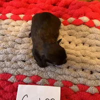 Ghinis Sable girl, a female Shih Tzu for sale in Cullman, AL – Photo 5 of 5