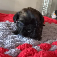 Ghinis Sable girl, a female Shih Tzu for sale in Cullman, AL – Photo 1 of 5