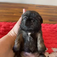 Ghinis Sable girl, a female Shih Tzu for sale in Cullman, AL – Photo 3 of 5