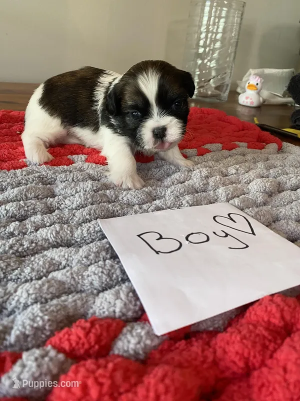 Ghinis tri boy more white