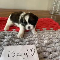 Ghinis tri boy more white, a male Shih Tzu for sale in Cullman, AL – Photo 6 of 7