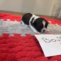 Ghinis tri boy more white, a male Shih Tzu for sale in Cullman, AL – Photo 3 of 7