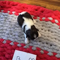 Ghinis tri boy more white, a male Shih Tzu for sale in Cullman, AL – Photo 4 of 7