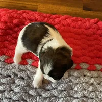 Ghinis tri boy more white, a male Shih Tzu for sale in Cullman, AL – Photo 7 of 7