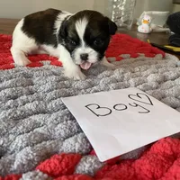 Ghinis tri boy more white, a male Shih Tzu for sale in Cullman, AL – Photo 5 of 7