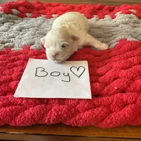 Maltese boy, a male Maltese for sale in Cullman, AL – Photo 3 of 5