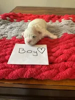 Maltese boy, a male Maltese for sale in Cullman, AL – Photo 3 of 5