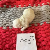 Maltese boy, a male Maltese for sale in Cullman, AL – Photo 2 of 5