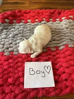 Maltese boy, a male Maltese for sale in Cullman, AL – Photo 2 of 5