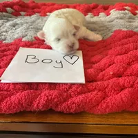 Maltese boy, a male Maltese for sale in Cullman, AL – Photo 1 of 5