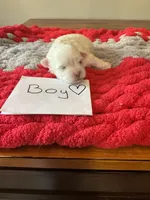 Maltese boy, a male Maltese for sale in Cullman, AL – Photo 1 of 5