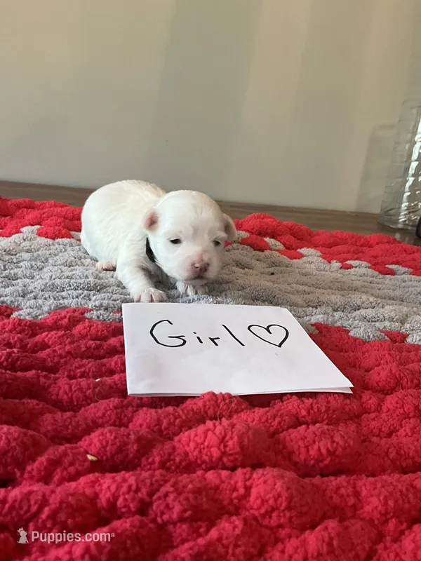 Mindy’s black collar girl