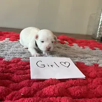 Mindy’s black collar girl, a female Maltese for sale in Cullman, AL – Photo 1 of 3