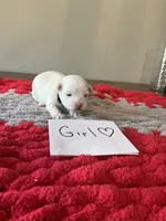 Mindy’s black collar girl, a female Maltese for sale in Cullman, AL – Photo 1 of 3