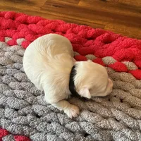 Mindy’s black collar girl, a female Maltese for sale in Cullman, AL – Photo 2 of 3