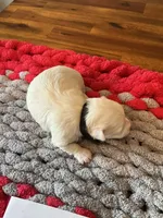 Mindy’s black collar girl, a female Maltese for sale in Cullman, AL – Photo 2 of 3