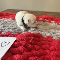 Mindy’s black collar girl, a female Maltese for sale in Cullman, AL – Photo 3 of 3