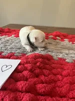 Mindy’s black collar girl, a female Maltese for sale in Cullman, AL – Photo 3 of 3