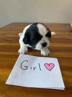 Rubys girl, a female Shih Tzu for sale in Cullman, AL – Photo 4 of 4