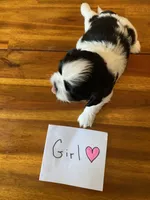 Rubys girl, a female Shih Tzu for sale in Cullman, AL – Photo 2 of 4