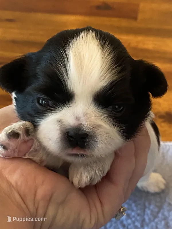 Rubys girl – Shih Tzu puppy for sale in Cullman, AL
