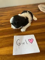 Rubys girl, a female Shih Tzu for sale in Cullman, AL – Photo 3 of 4