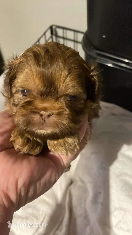 Camrys  Dobie girl, a female Shih Tzu for sale in Cullman, AL – Photo 1 of 5