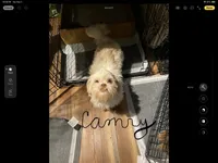 Camrys  Dobie girl, a female Shih Tzu for sale in Cullman, AL – Photo 4 of 5