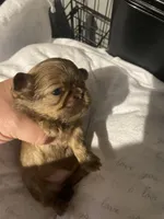 Camrys  Dobie girl, a female Shih Tzu for sale in Cullman, AL – Photo 3 of 5