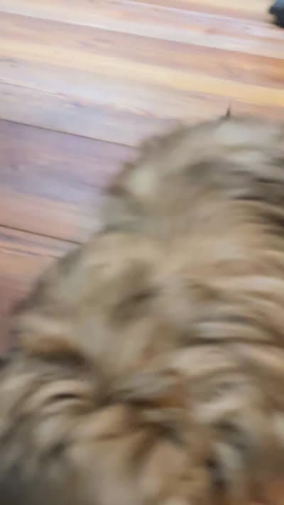 Vanas boy, a male Shih Tzu for sale in Cullman, AL – 3 of 3