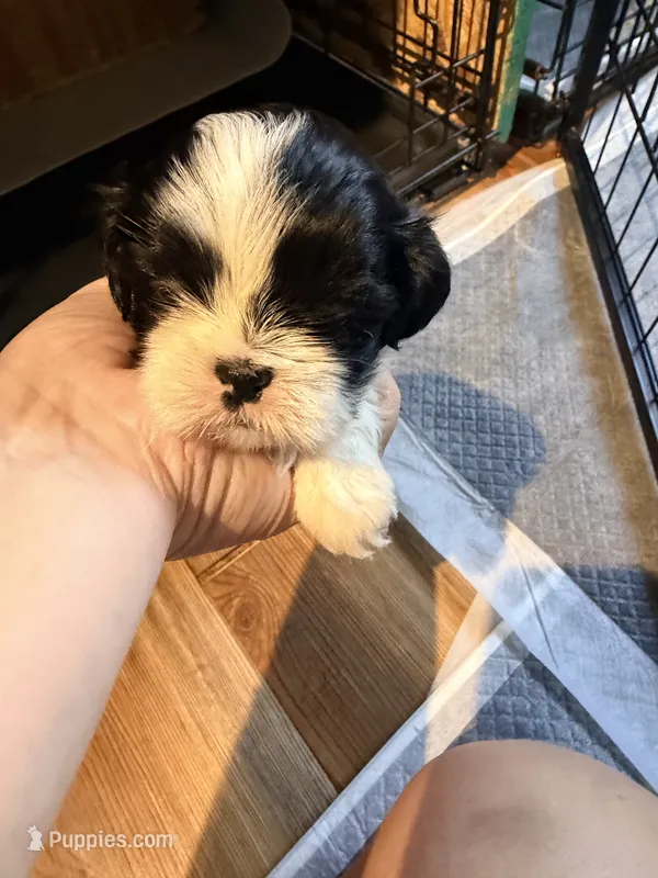 Ghinis girl 2 – Shih Tzu puppy for sale in Cullman, AL