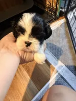 Ghinis girl 2, a female Shih Tzu for sale in Cullman, AL – 1 of 3