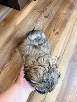 Vanas boy 2, a male Shih Tzu for sale in Cullman, AL – 2 of 2