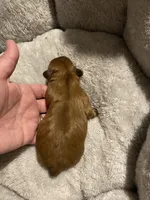 Dobie male, a male Shih Tzu for sale in Cullman, AL – Photo 2 of 3