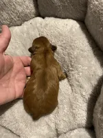 Dobie male, a male Shih Tzu for sale in Cullman, AL – Photo 3 of 3