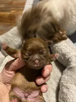 Dobie male, a male Shih Tzu for sale in Cullman, AL – Photo 1 of 3