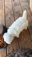 Mindy’s boy, a male Maltese for sale in Cullman, AL – 2 of 2