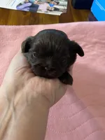 Kia’s girl, a female Shih Tzu for sale in Cullman, AL – Photo 2 of 4