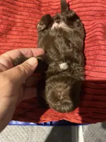 Kia’s girl, a female Shih Tzu for sale in Cullman, AL – Photo 4 of 4